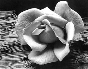 Ansel Adams - Rose and Driftwood c.1932