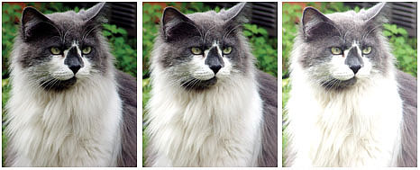 Standard Bracketing Is Good––With standard bracketing chosen for three shots, in increments of one exposure value (EV), the camera will shoot what it considers a correctly exposed image (center), then one under-exposed (left), and the third overexposed (right). The overexposed shot is a throwaway because highlight detail (in the fur) is gone and cannot be retrieved.