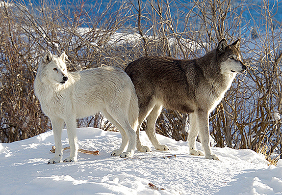 mackenzie valley wolf pup