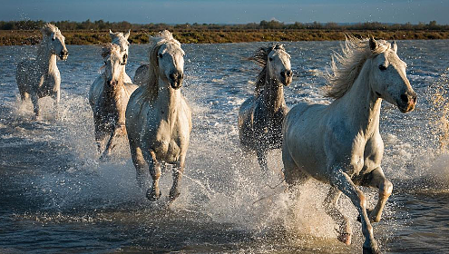 Photographing the White Horses of the Camargue