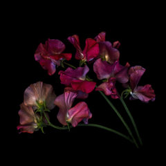 Think Inside  the Box For Dramatic Flower Photos